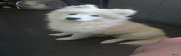 Samoyed dogs for sale: Beautiful Girl Samoyed  - Advert 1