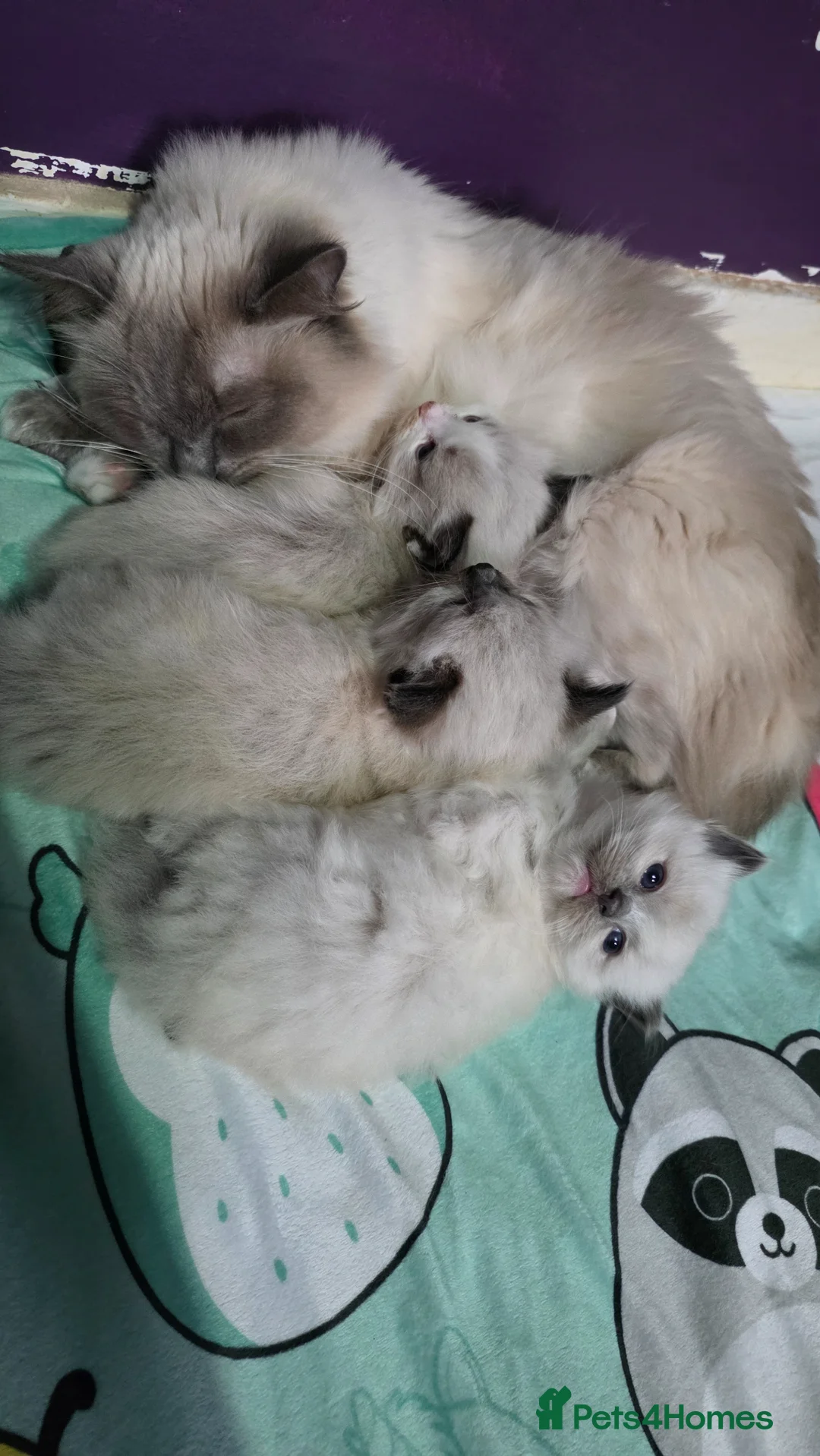 Ragdoll cats for sale: Ragdoll Kittens - Advert 7