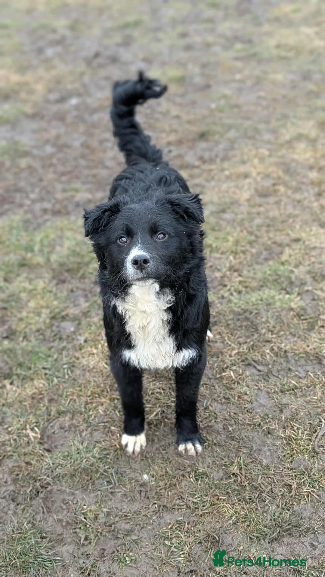 Mixed Breed dogs for adoption: Whiskey for adoption in Leigh-on-Sea - Advert 1