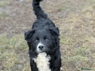 Mixed Breed dogs Whiskey for adoption - Advert 3