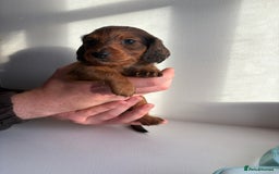 Miniature Dachshund dogs for sale: Miniature long haired dachshund puppies - Image 6