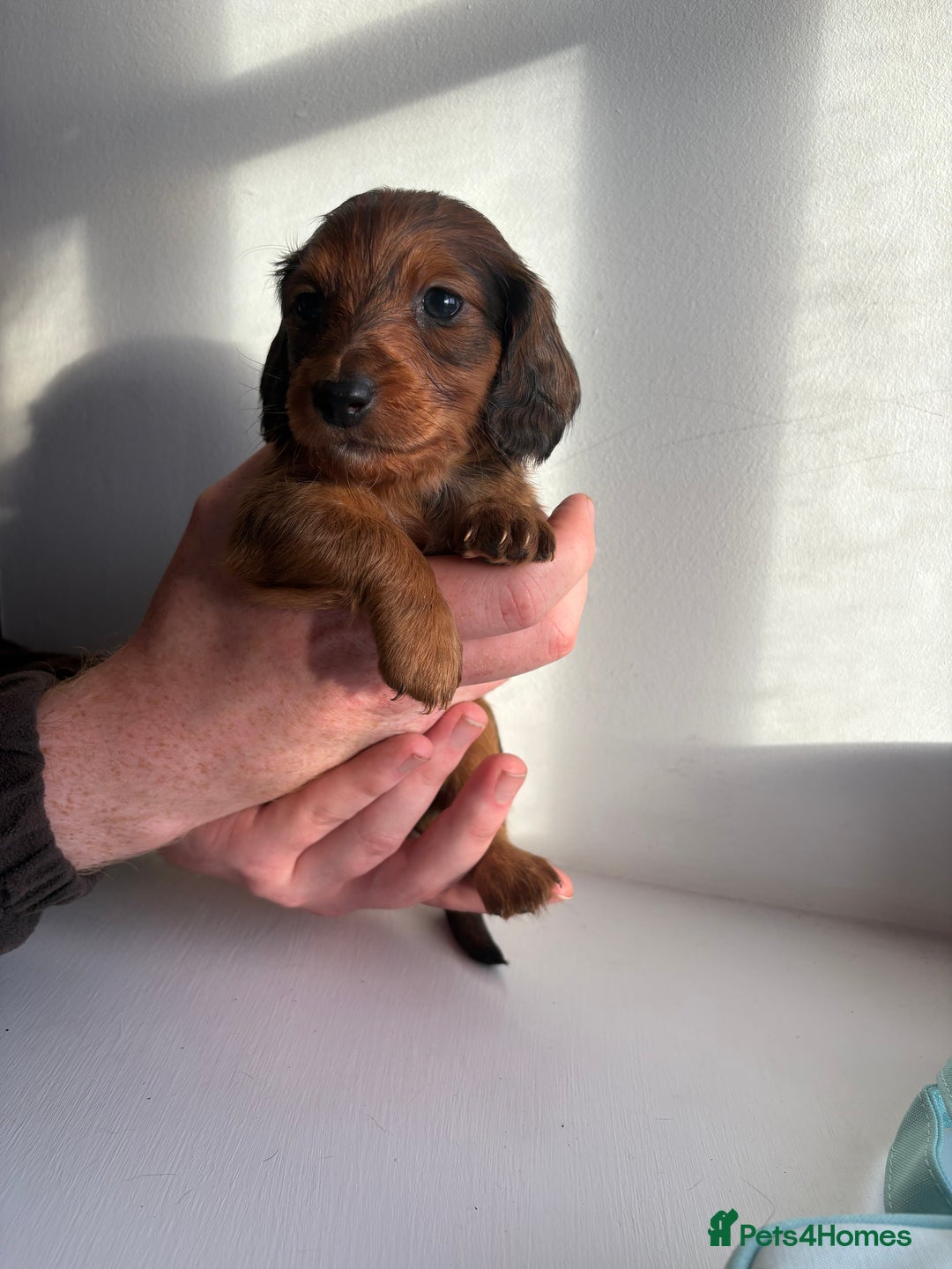 Miniature Dachshund dogs for sale: Miniature long haired dachshund puppies - Image 6