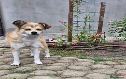 Mixed Breed dogs for adoption: 💙🐶 RUFIK 🐶💙 - Image 5
