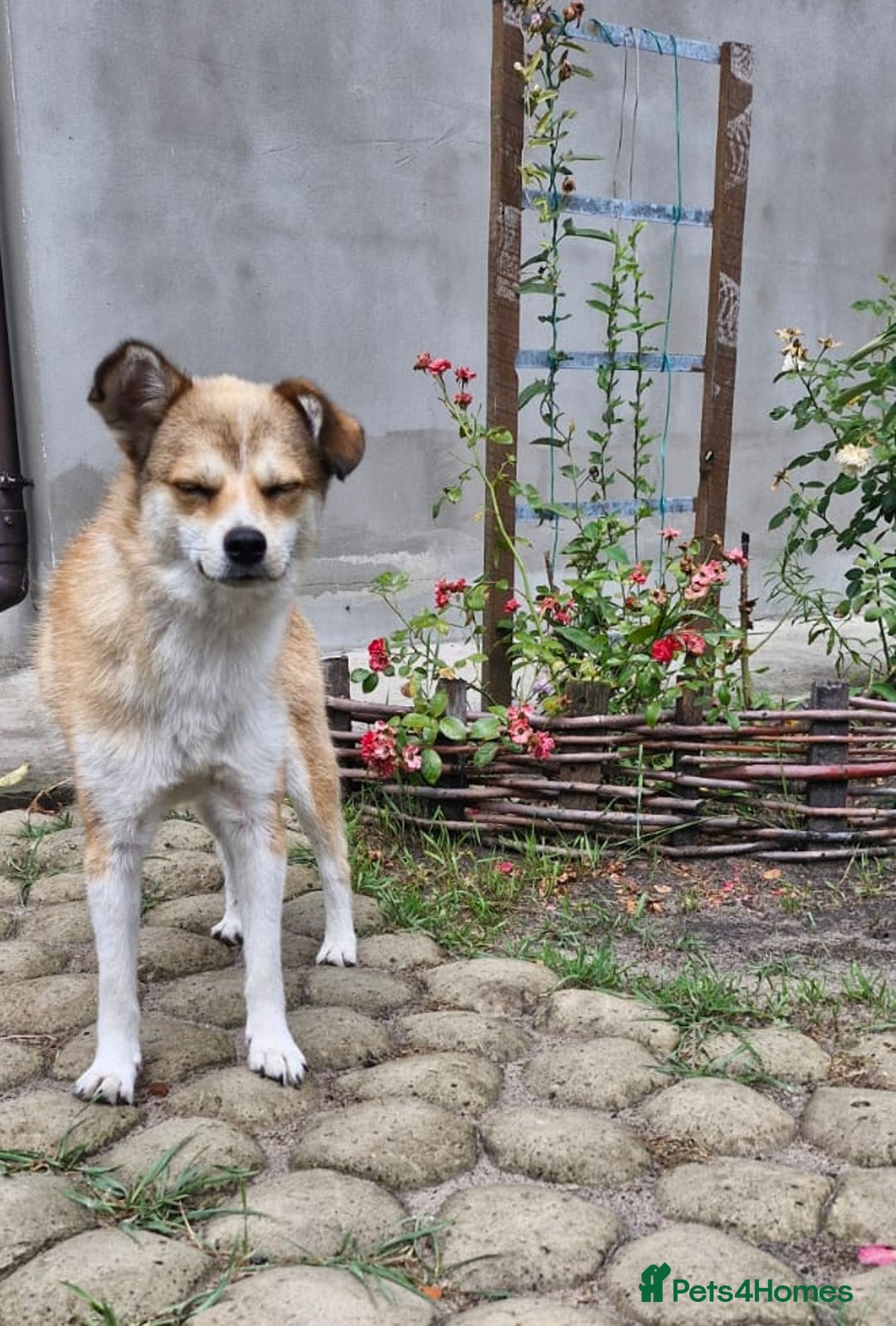 Mixed Breed dogs for adoption: 💙🐶 RUFIK 🐶💙 - Image 5
