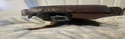 Mixed Breed dogs for sale: Cane corso x pocket bully - Advert 9