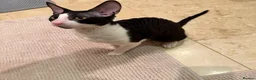 Cornish Rex cats for sale: 2 beautiful Cornish Rex boys - Advert 20