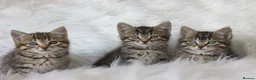 Mixed Breed cats for sale: Happy Healthy Tabby Kittens  - Advert 2