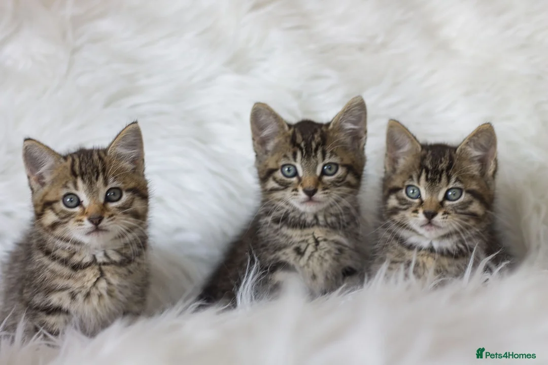Mixed Breed cats for sale: Happy Healthy Tabby Kittens  - Advert 2