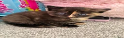 Mixed Breed cats for sale: 4 beautiful kittens  in Godalming - Advert 11
