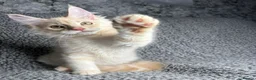 Maine Coon cats for sale: GCCF Maine Coon Kittens.  - Advert 16