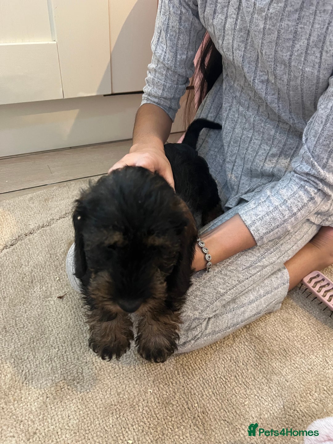 Dachshund dogs for sale: Miniature soft haired teckel dachshunds  - Advert 1