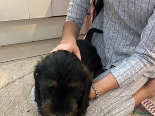 Dachshund dogs Miniature soft haired dachshunds - Advert 1