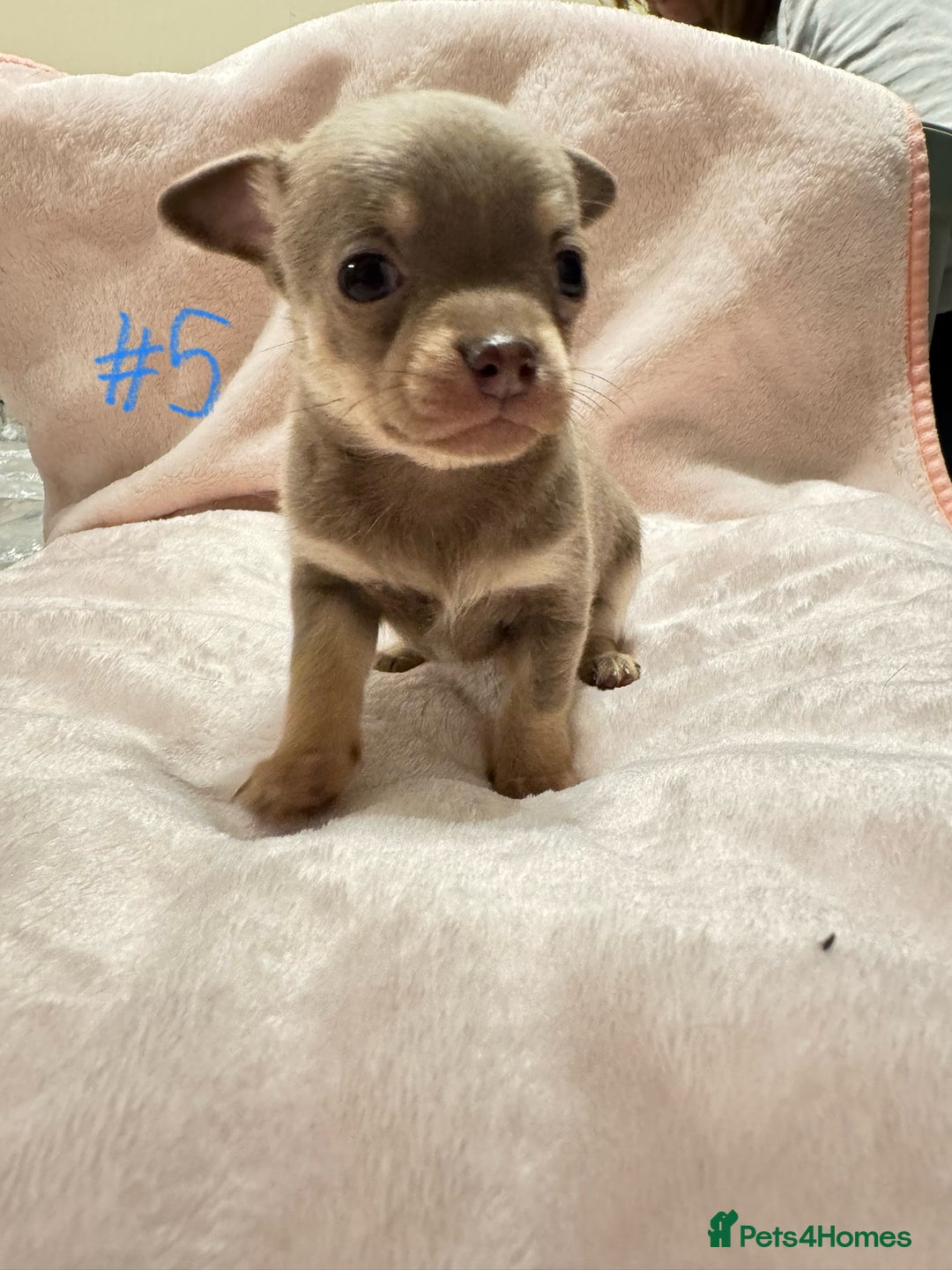 Chihuahua dogs for sale: KC Reg short-hair Chihuahua apple-headed puppies - Advert 40