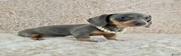 Miniature Dachshund dogs for sale: KC Registered Miniature Dachshund Puppies  - Advert 8