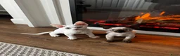 Devon Rex cats for sale: Last 2 exceptional Devon Rex kittens available - Advert 7