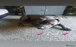 Mixed Breed dogs for sale: Doberman X XL Bully  - Image 2