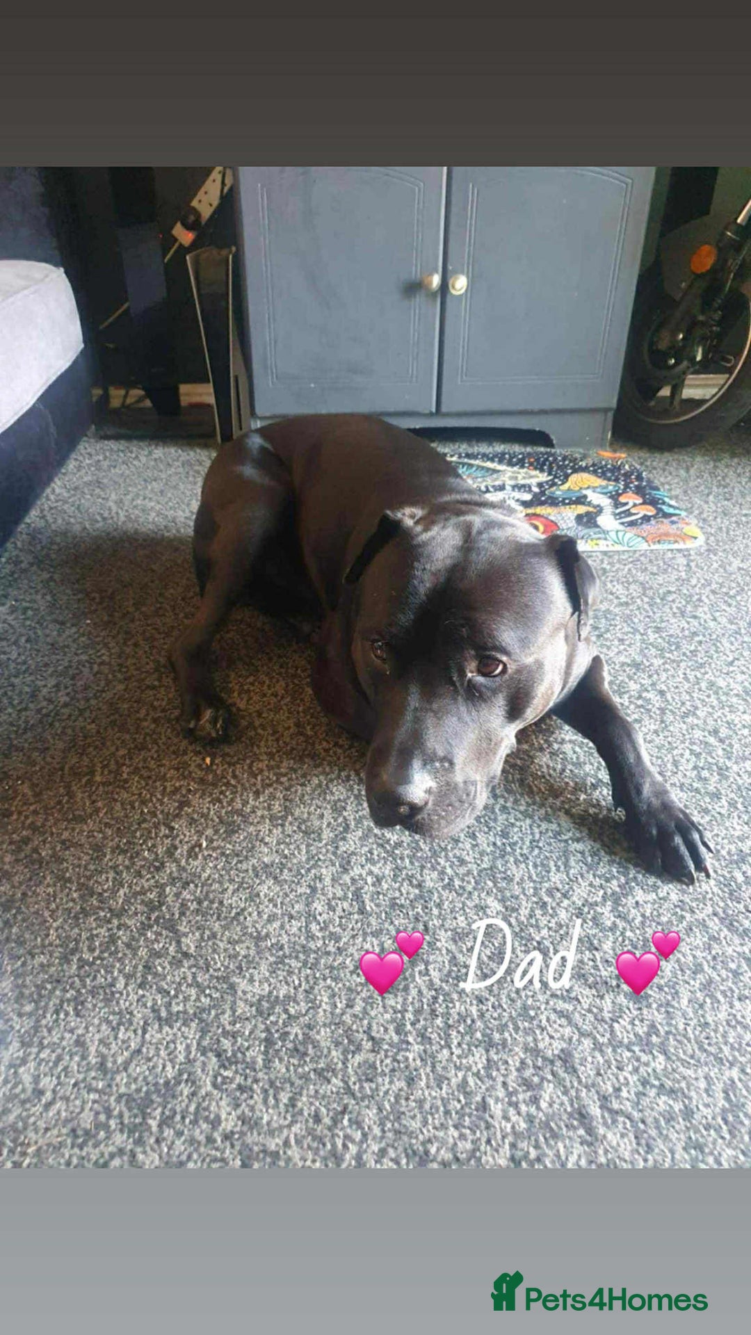 Mixed Breed dogs for sale: Doberman X XL Bully  - Image 2