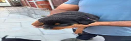 Rottweiler dogs for sale: Fazal  - Advert 3