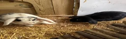 Mini Lop rabbits for sale: Two Male Mini Lops (16 Wks) - Fully Vaccinated in Slough - Advert 4