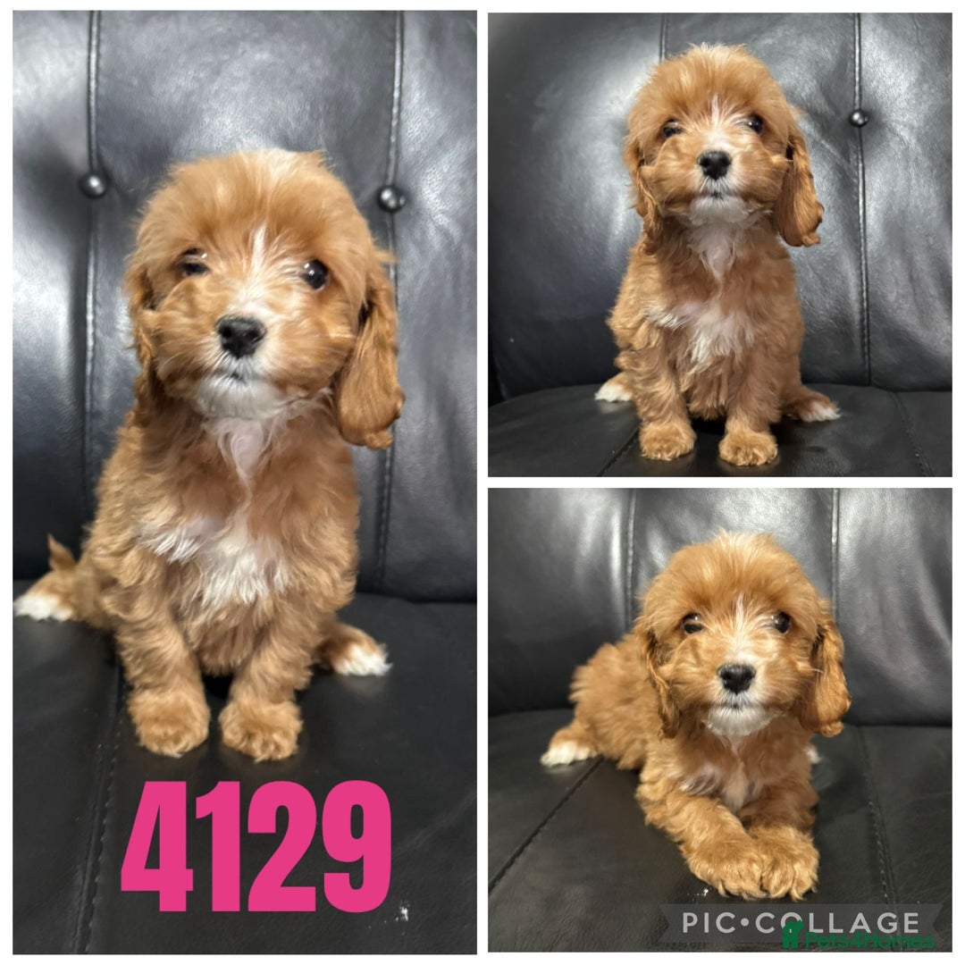 Cockapoo dogs for sale: Beautiful litter of f1 toy cockapoos  - Advert 3