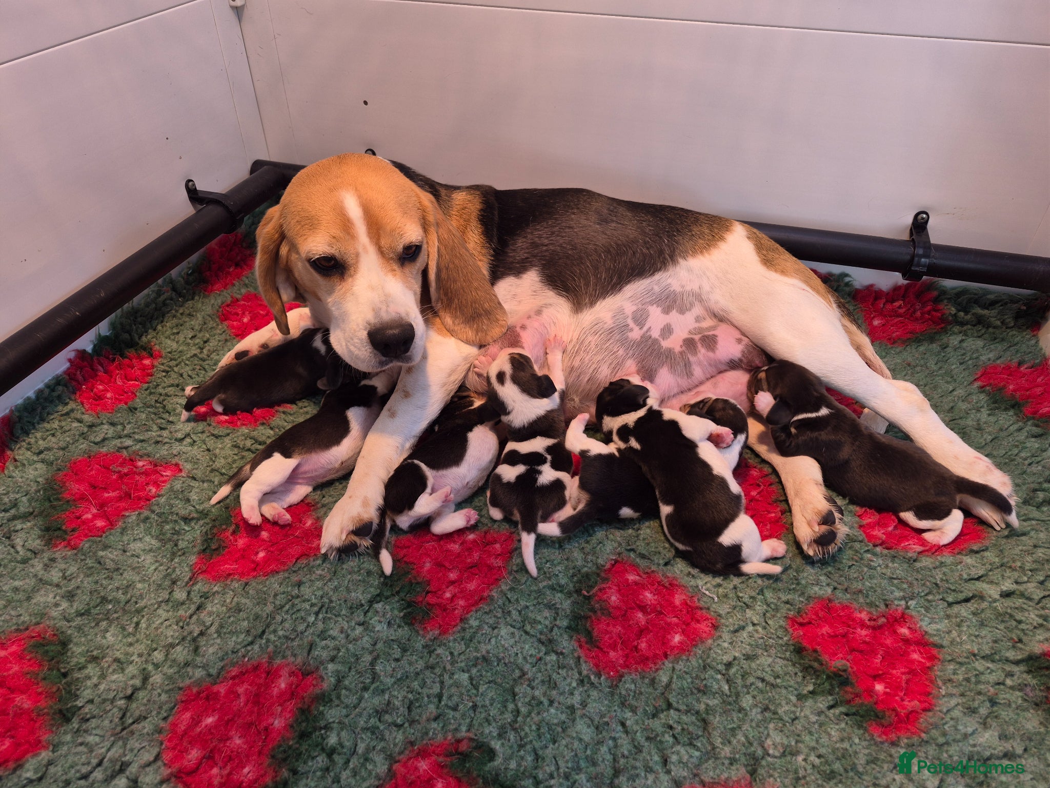 Beagle dogs KC REGISTERED BEAGLE PUPPIES  - Advert 2