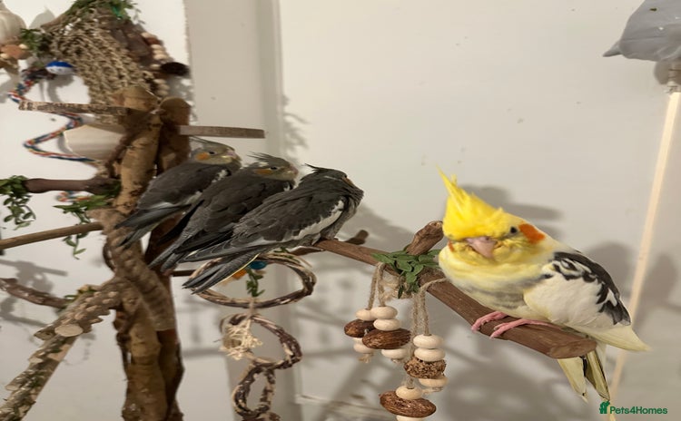 Cockatiels birds - Advert 8
