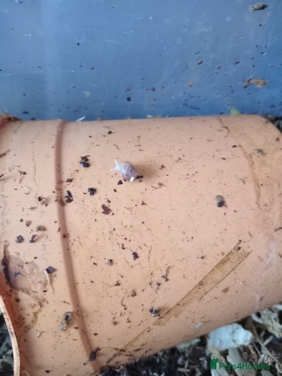 Snails invertebrates for sale: Albino giant African land snails- Fulica - Advert 14