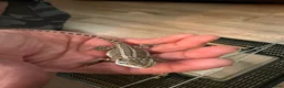Bearded Dragon reptiles for sale: Breaded dragons  in Daventry - Advert 5
