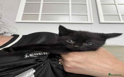 British Shorthair cats for sale: Beautiful British Shorthair Kittens - Image 10