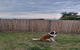 Saint Bernard dogs for sale: Beautiful 10 month old male saint bernard - Image 1