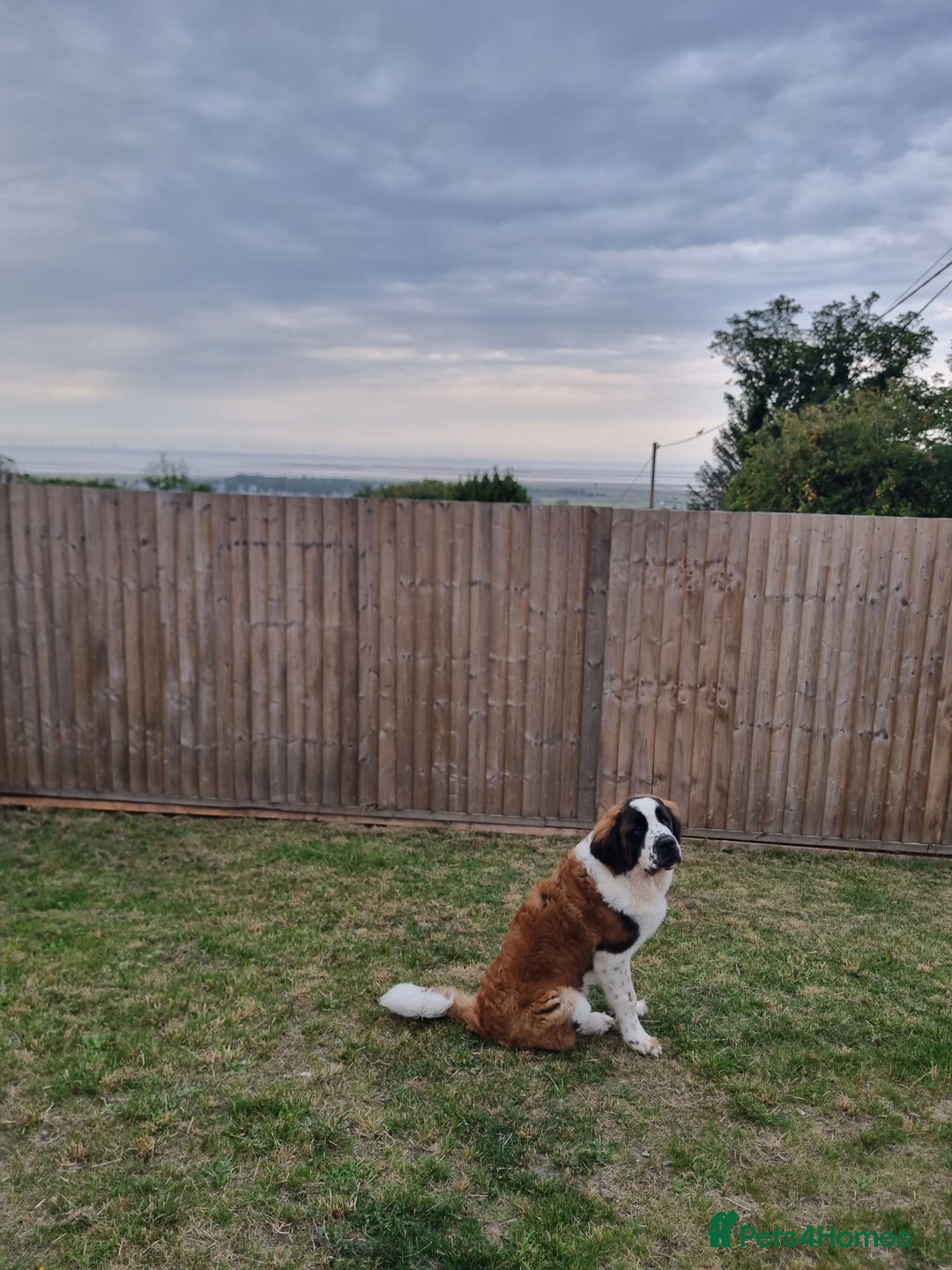Saint Bernard dogs for sale: Beautiful 10 month old male saint bernard - Image 1