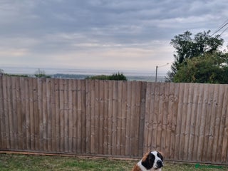 Saint Bernard dogs for sale - Advert 1