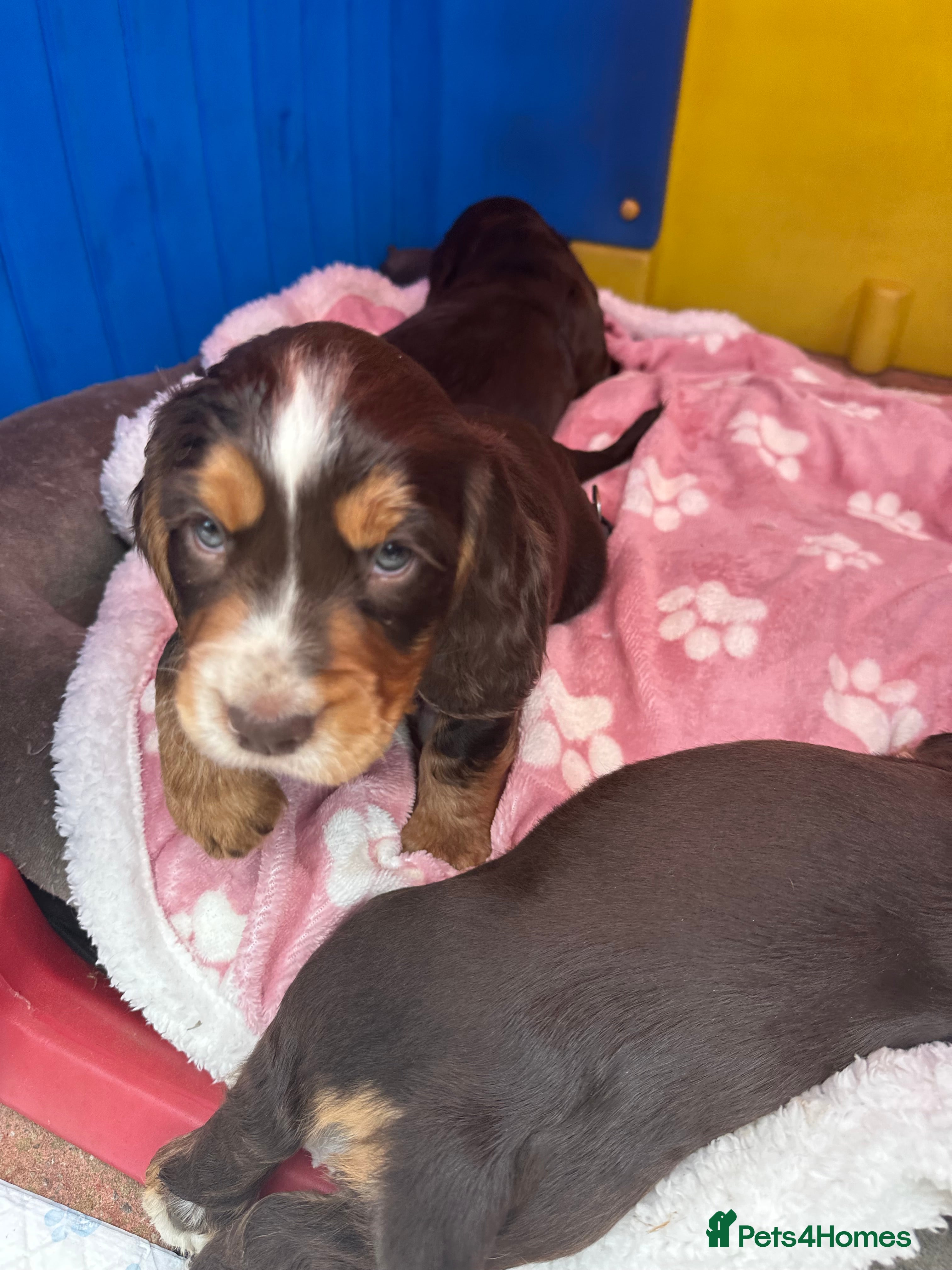 Cocker Spaniel dogs Cocker Spaniel Puppies Ready for Loving Homes - Advert 2