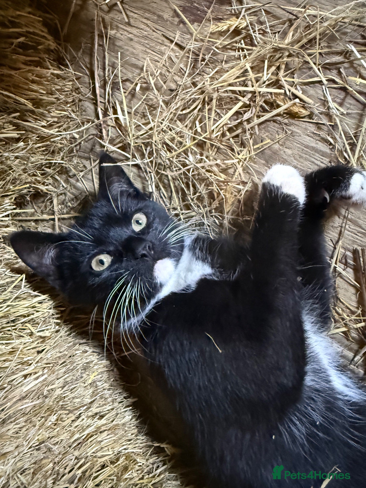Mixed Breed cats Kittens for sale  - Advert 19