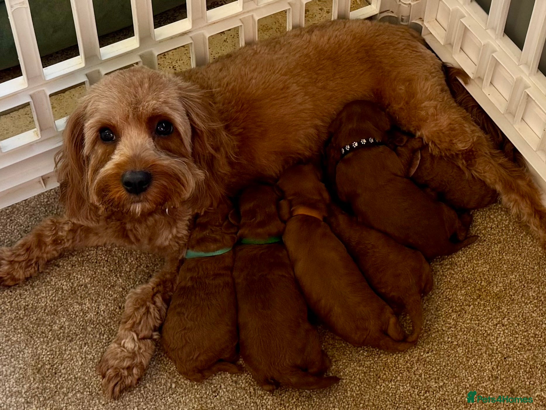 Cavapoo dogs F1b Cavapoo female 💗 - Advert 2