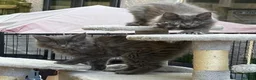 Maine Coon cats for sale: Beautiful Maine Coons tica regfrom Champion lines  - Advert 6