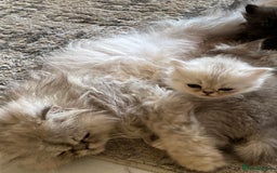 Persian cats for sale: Stunning Long haired chinchilla Persian kittens  - Image 6