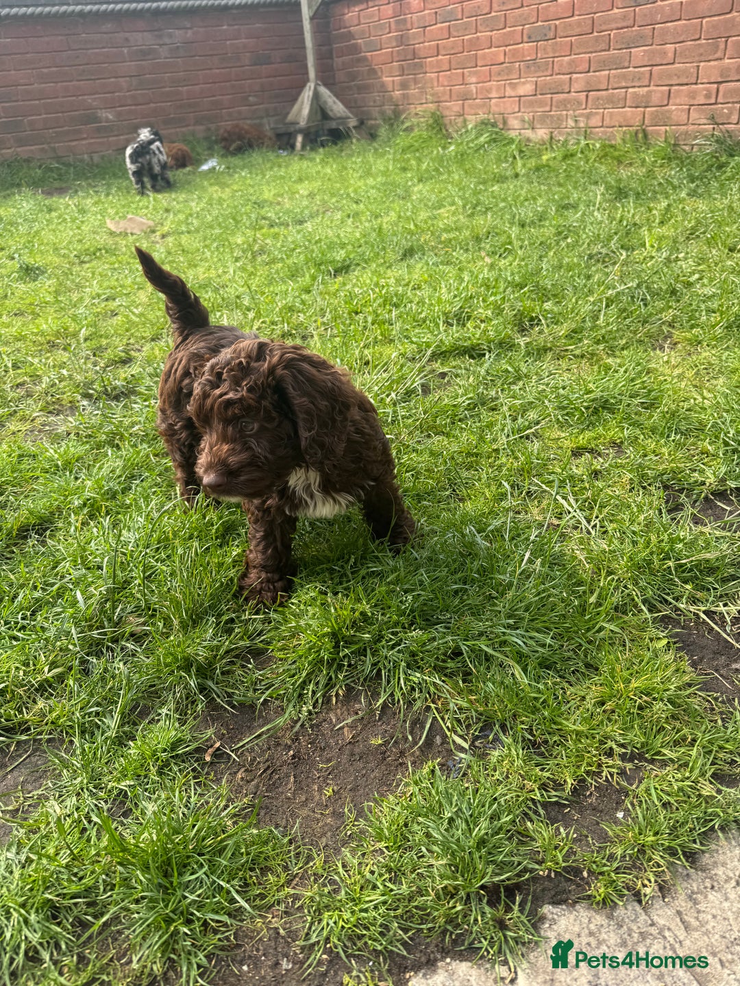 Cockapoo dogs for sale: Cockapoo chocolate boy - Image 2