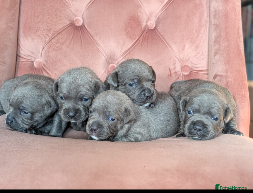 Staffordshire Bull Terrier dogs Beautiful blue Staffordshire bull terrier puppies  - Advert 9