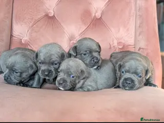 Staffordshire Bull Terrier dogs Beautiful blue Staffordshire bull terrier puppies - Advert 9