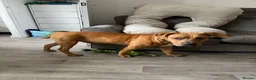 Mixed Breed dogs for sale: Ridgeback x Staffy - Advert 8