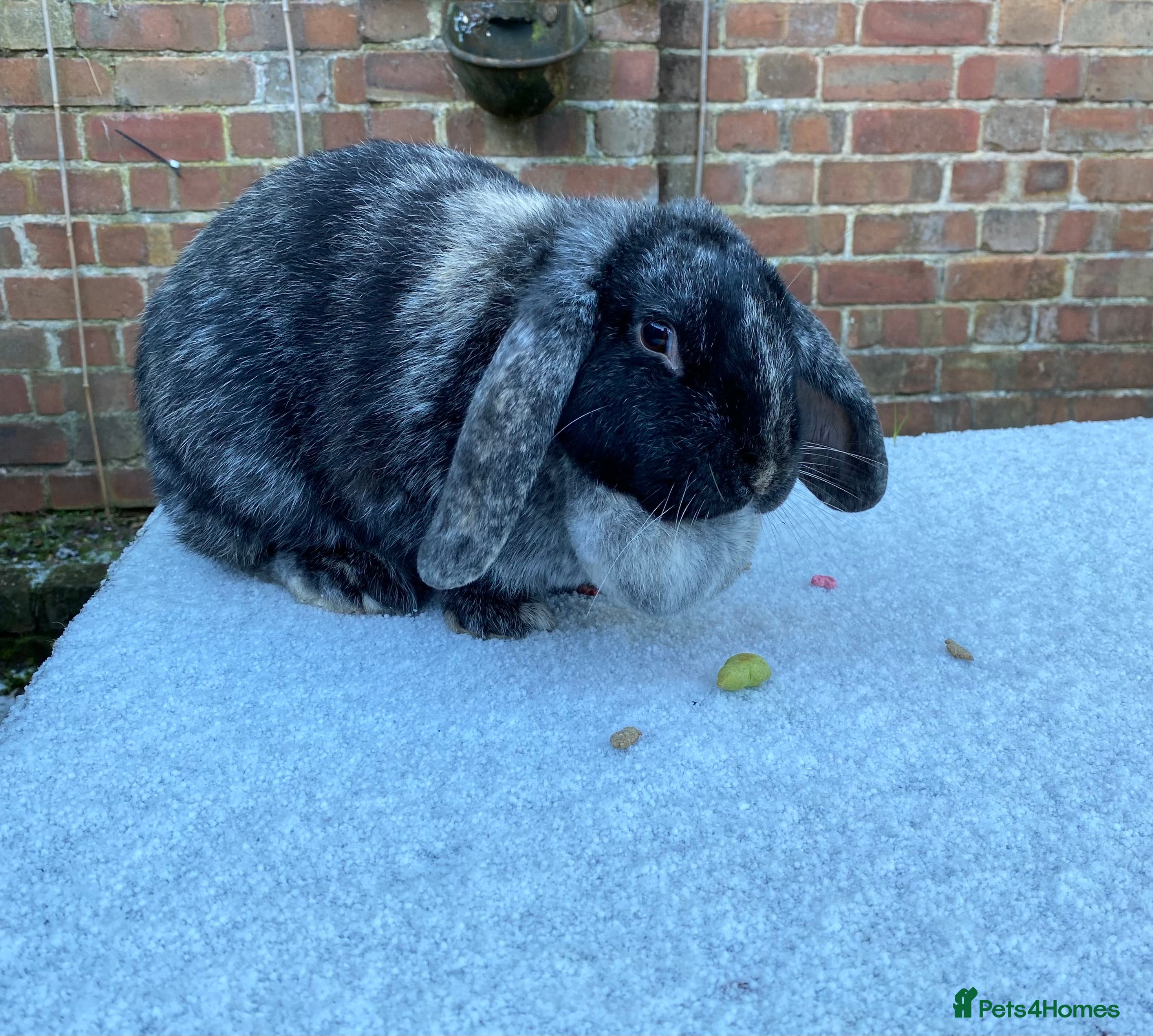 Mixed Breed rabbits 2-3 year old Lop Rabbit - Advert 16