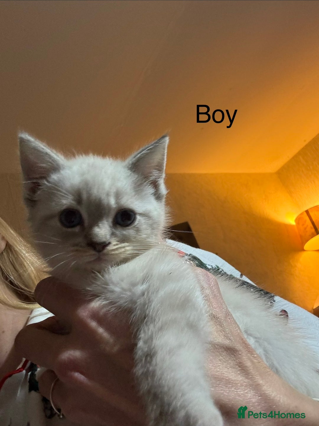 Ragdoll cats for sale: 3 Ragdoll Kittens. Ready Now.  - Advert 6