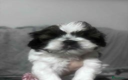 Mixed Breed dogs for sale: Shishon cross japanese chin  - Image 2