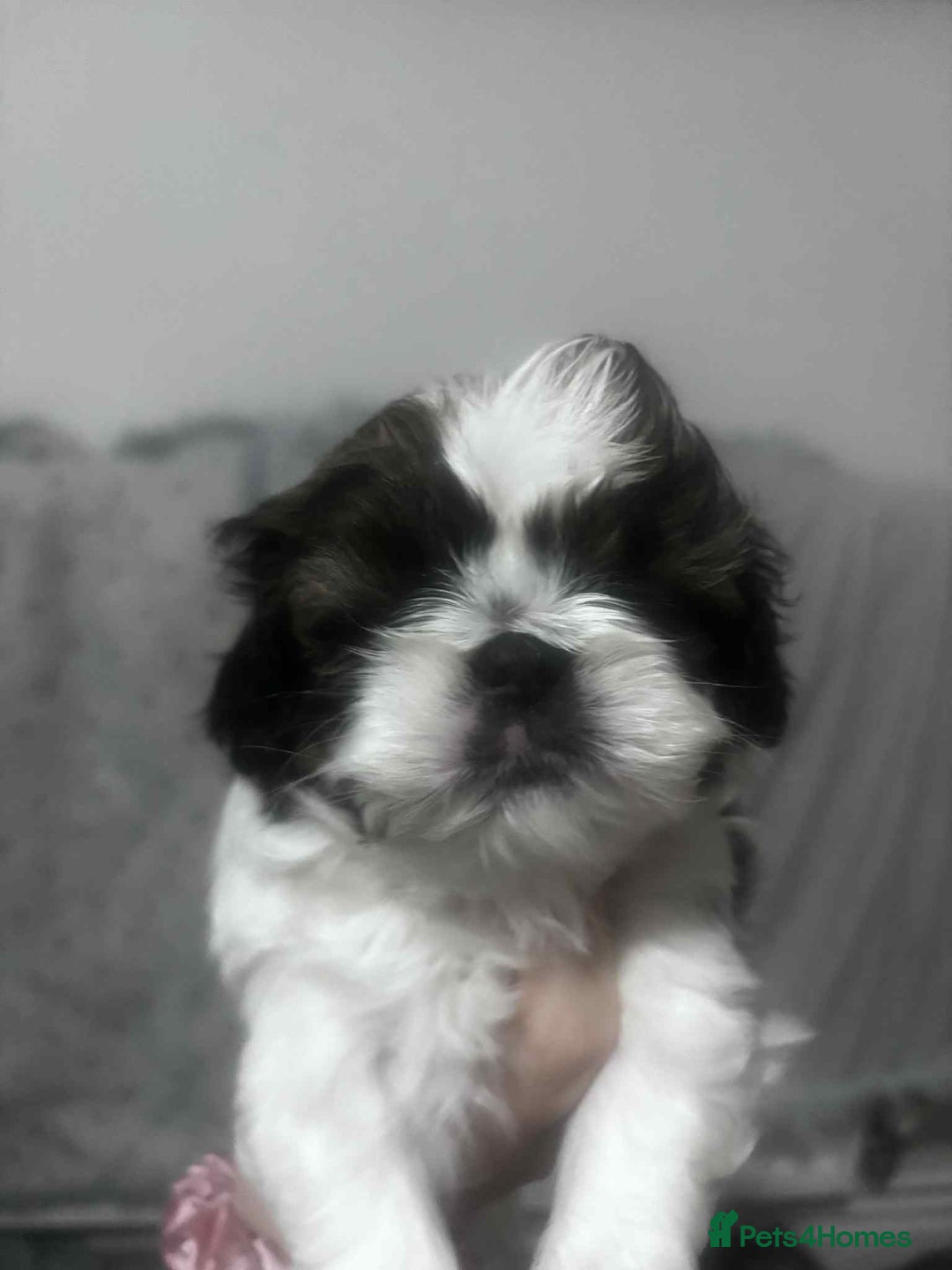 Mixed Breed dogs for sale: Shishon cross japanese chin  - Image 2