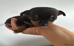 Jack Russell dogs for sale: 9 Jack Russel merles - Image 14