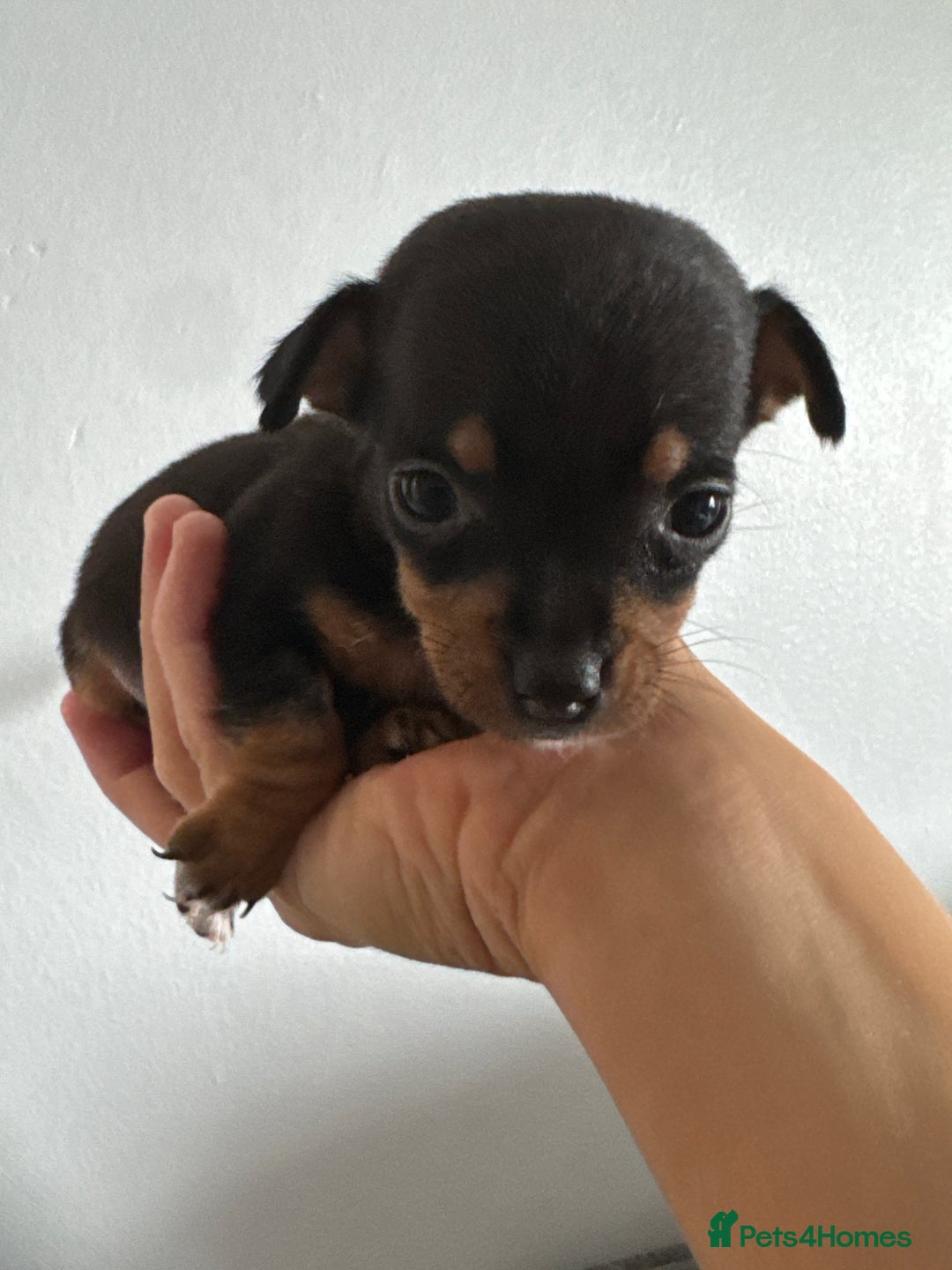 Jack Russell dogs for sale: 9 Jack Russel merles - Image 14