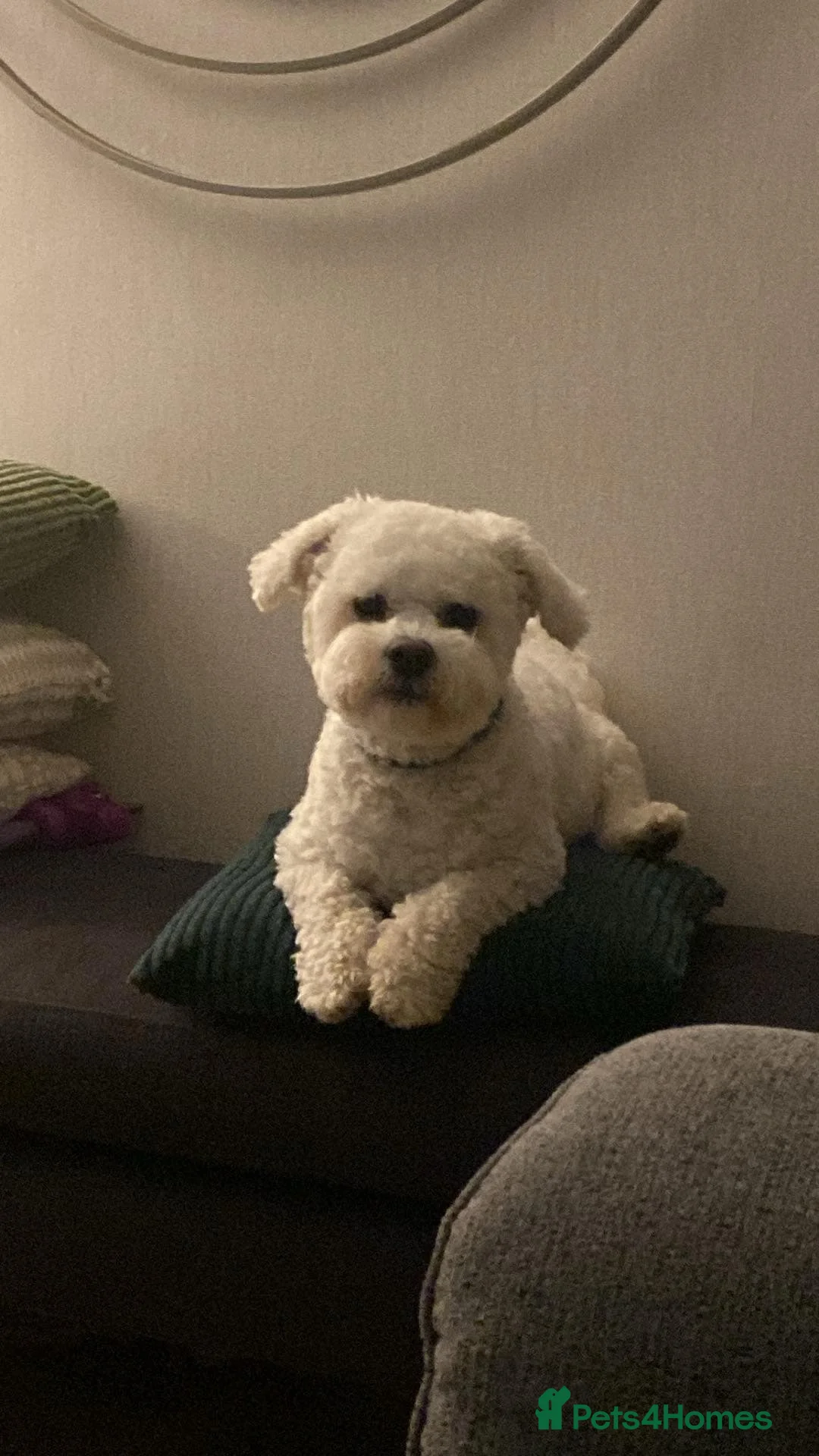 Bichon Frise dogs for stud: Bichon for stud - Advert 3