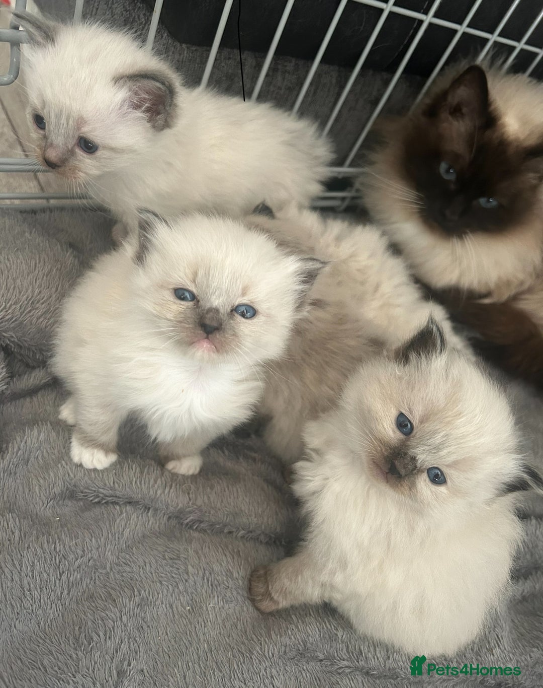 Ragdoll cats for stud: Ragdoll stud  - Image 4