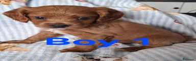 Cavapoo 1